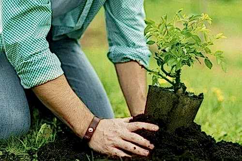 Ağaç ve Bitki Dikimi