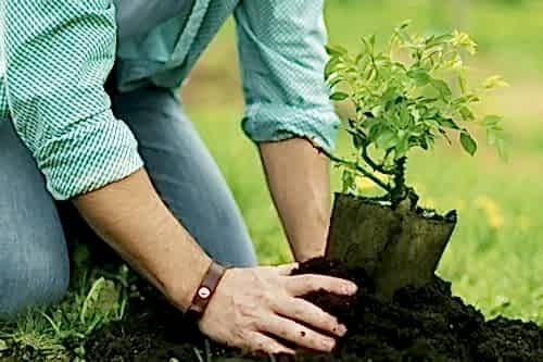 Ağaç ve Bitki Dikimi