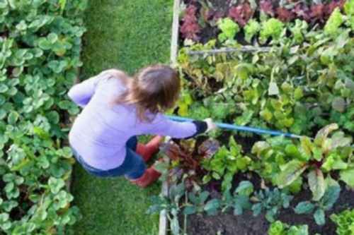 Hobi Bahçeleri ve Organik Tarım Alanları